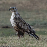 Upland Buzzard